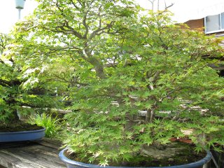 IMG_0286.jpg