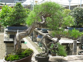IMG_0294.jpg